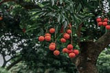 10 CRO Low-Hanging Fruits That Will Give You An Immediate Win