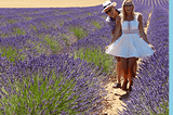 Lavender Fields in Provence.