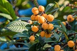 Small, Fuzzy, and Orange? Loquats.