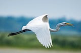 Egret