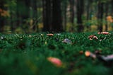 The Forest Land