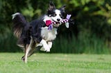 border collie service dog