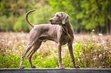 Dog Breeds That Start With W — For Your Information