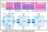 Therapeutic and toxic effects of cardiac glycosides (CG)
