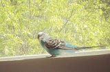How Twitter the Budgie Flew Into My Life