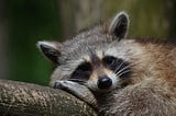 Where Did Raccoons Originate?