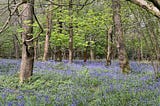 Photo by Author — my favourite time of year — Bluebells in my local wood