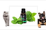 Is Peppermint Essential Oil Safe for Cats and Dogs?
