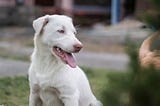 The Adventures of An Albino Neighbourhood Dog. — The Crossroads