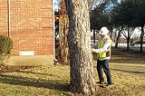 Establishing a Sustainable Consulting Arborist Business Strategy