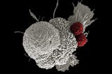 Predicting the effectiveness of immunotherapy