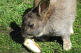 Can Rabbits Eat Bananas? What You Need To Know.