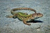 Population dependent behavioral responses among color morphs of European wall lizard (Podarcis…