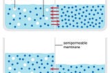 An Introduction to Osmosis, Reverse Osmosis, and Water Filtration Systems