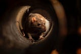 Narcissistic Lies Are Like Rats