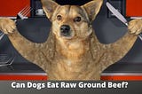 Can Dogs Eat Raw Ground Beef? Is It Good Or Bad For Your Dog?