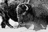 BISON IMAGES