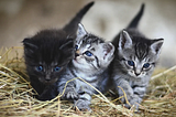 4 Easy Steps To Choosing a Name for a Kitten — Val Heart