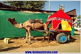 At the Pushkar Camel Fair, Rajasthan, India