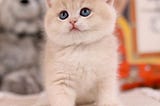 The Enchanting Charm of the Scottish Fold Cat: A Feline Delight