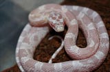 Care Guide of Coral Snow Corn Snake| 07 Facts