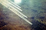 A Tale of Two Herbicides: Agent Orange in Vietnam