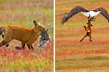 Photographer Captures Eagle and Fox Fighting Over Rabbit in Midair. Who Will Win?