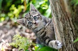 Cat Life Cycle: Required Care and Behavior During Each Phase
