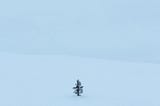 A lonesome pine tree stand in the winter wilderness, surrounded only by snow.