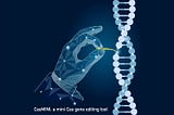 Researchers develop ‘CasMINI’: a miniature version of the CRISPR tool