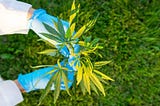 How To: Succeeding in the Cannabis Industry