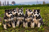 Husky Puppies: Basic Care, Feeding, Education | Pets Feed