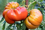 Grow heirloom tomato varieties in your home garden.