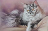 Portraits of the Big Maine Coon