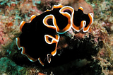 The weird sex life of a flatworm: And you thought our mating was complicated?