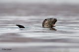 otter swimming