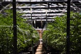 7 Hot Jobs in the Cultivation Sector