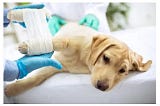 A Guide to Recognizing Orthopaedic Problems in Pets