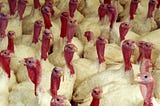 GOBBLE WITH CARE: RETHINKING TURKEY AND TRADITION THIS FESTIVE SEASON