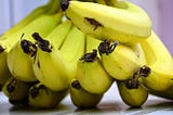 Tips for eating bananas