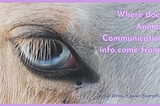 Where Animal Communication info comes from | Trisha Wren