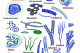 Discovery of Nitrogen-Fixing Cell-organelle Nitroplast in a Eukaryotic Algae