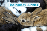 How To Keep a Wild Baby Bunny Alive?