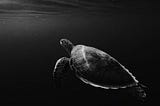 The miracle of the first turtle…