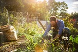 How to Start an Organic Garden