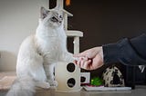 How to train a Cat | Kittens : Tips and Tricks