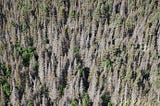 Budworm, fire, and forests: Uncovering the ecological impacts of spruce budworm