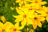 Como cultivar e cuidar da Coreopsis (Tickseed)