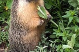 What Marmots Can Teach Us About Space Travel