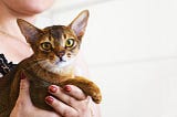 Cara Memilih Kucing Yang Sehat: Cocok Untuk Rumah Anda (2021)